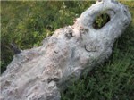 Капы 1
