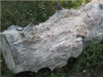 Капы 2
