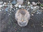 Кот Кис
