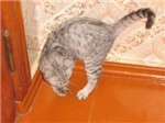 Кошки-мышки
